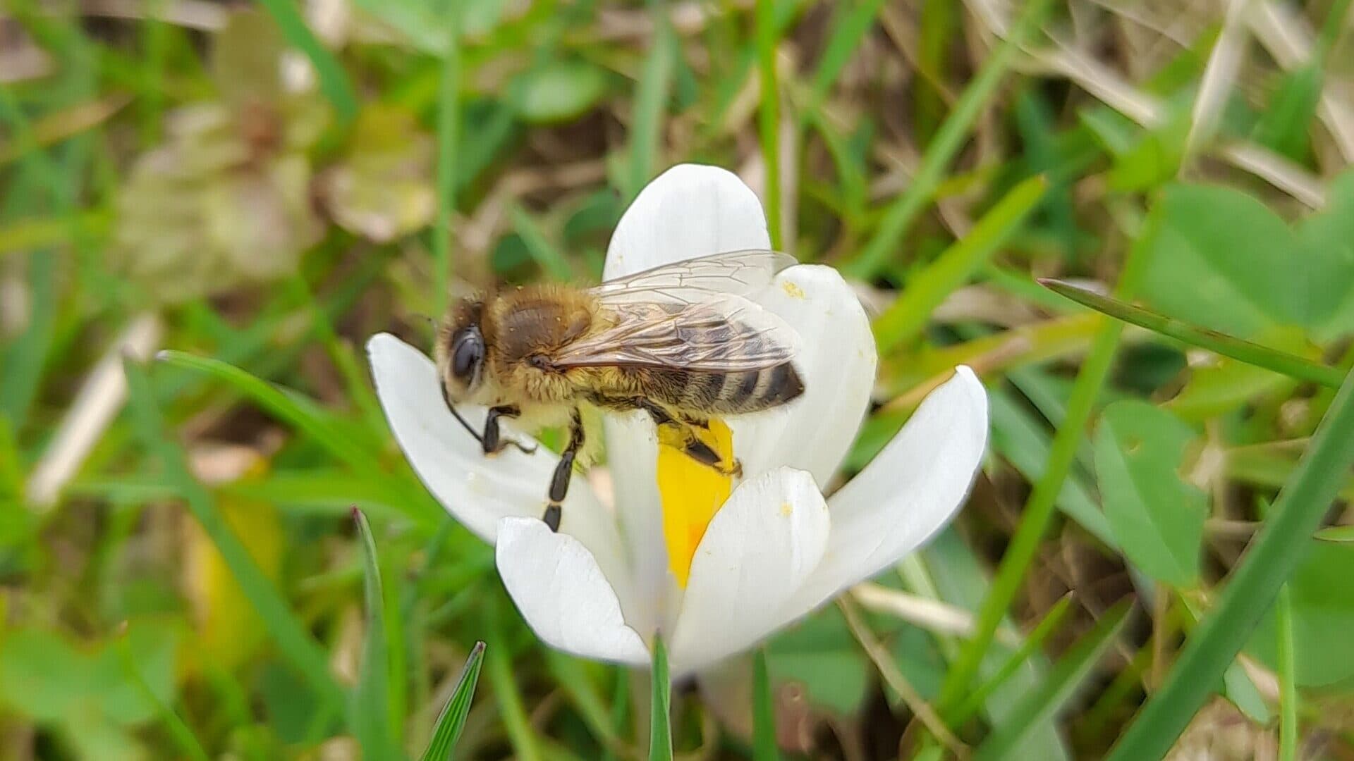 Sommer - Biene auf Blume